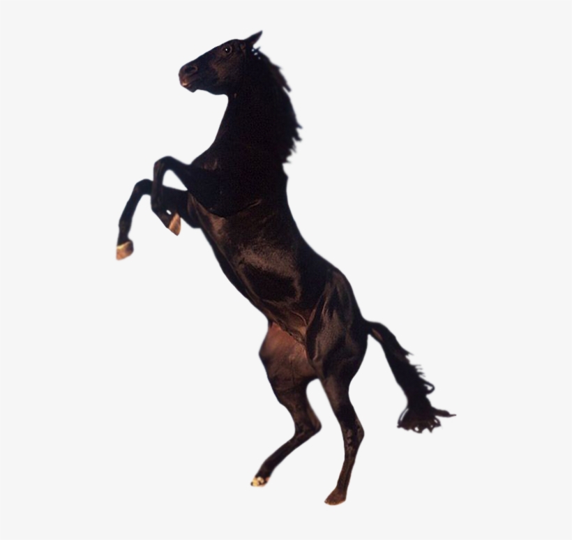 Download Amazing High-quality Latest Png Images Transparent - Horse On Its Back Legs, transparent png download