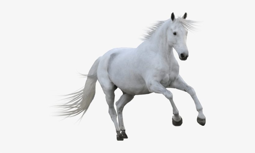 White Horse - White Horse Png, transparent png download