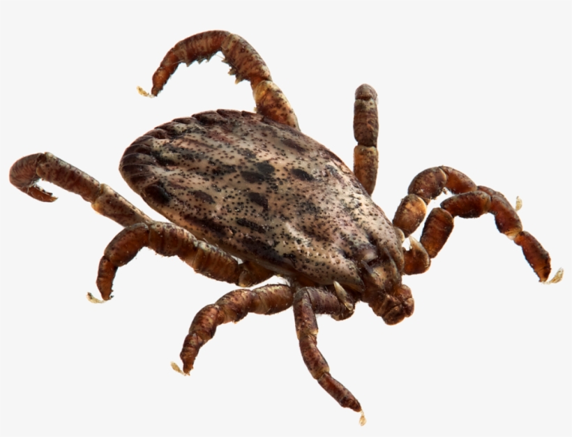 Download Amazing High-quality Latest Png Images Transparent - Rickettsia Rickettsii, transparent png download