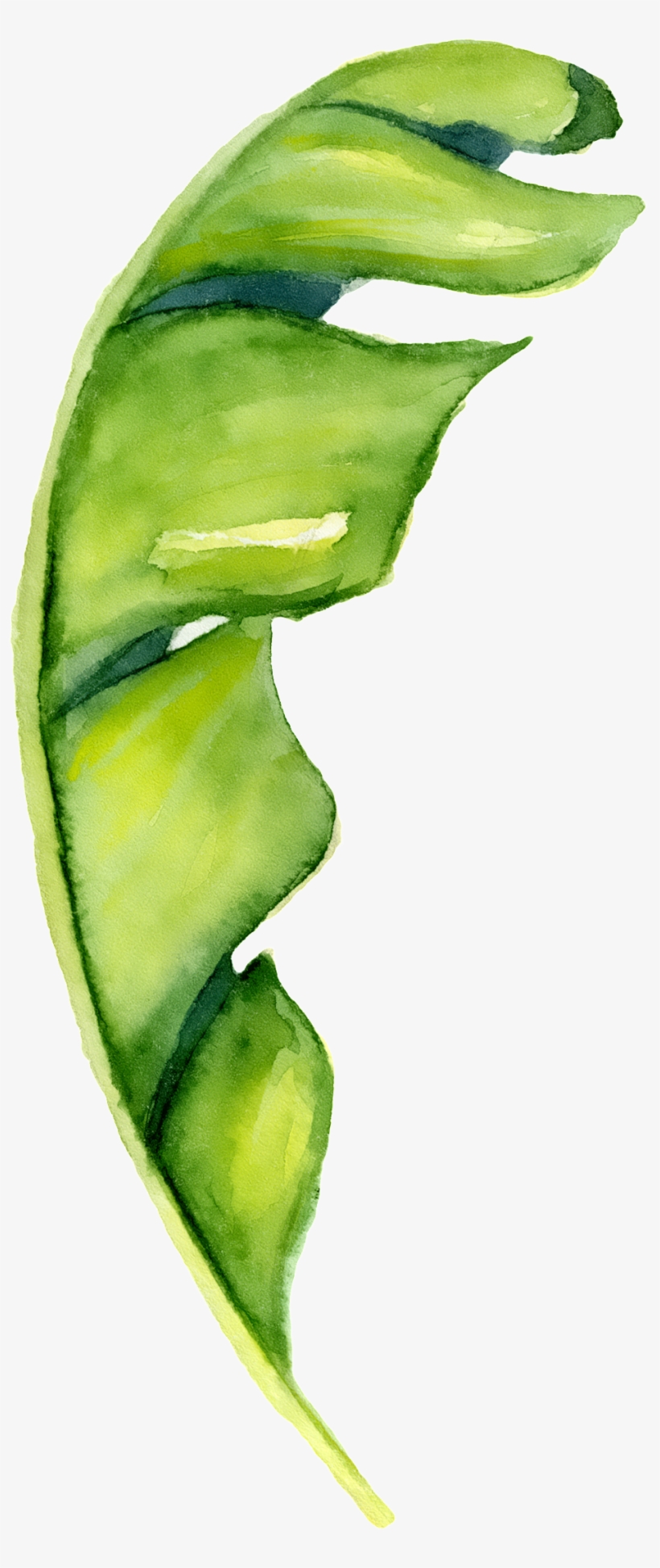 Hand Painted A Piece Of Banana Leaf Png Transparent - Banana Leaf Sign, transparent png download