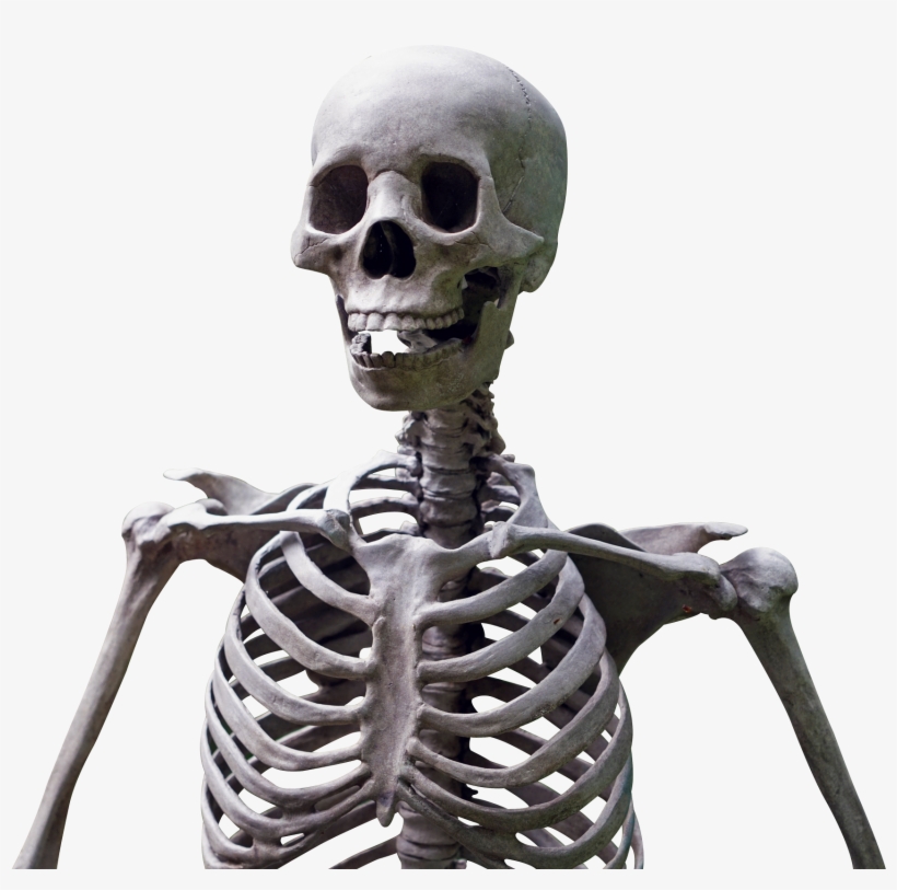 Skeleton Png, transparent png download