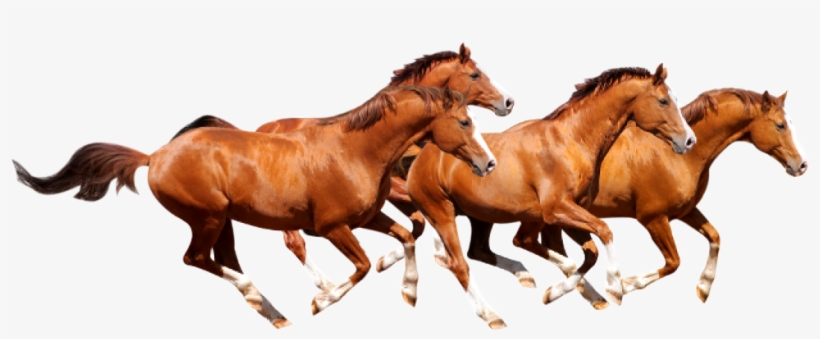 Four Horse Png Runing Png - Four Horses Png, transparent png download