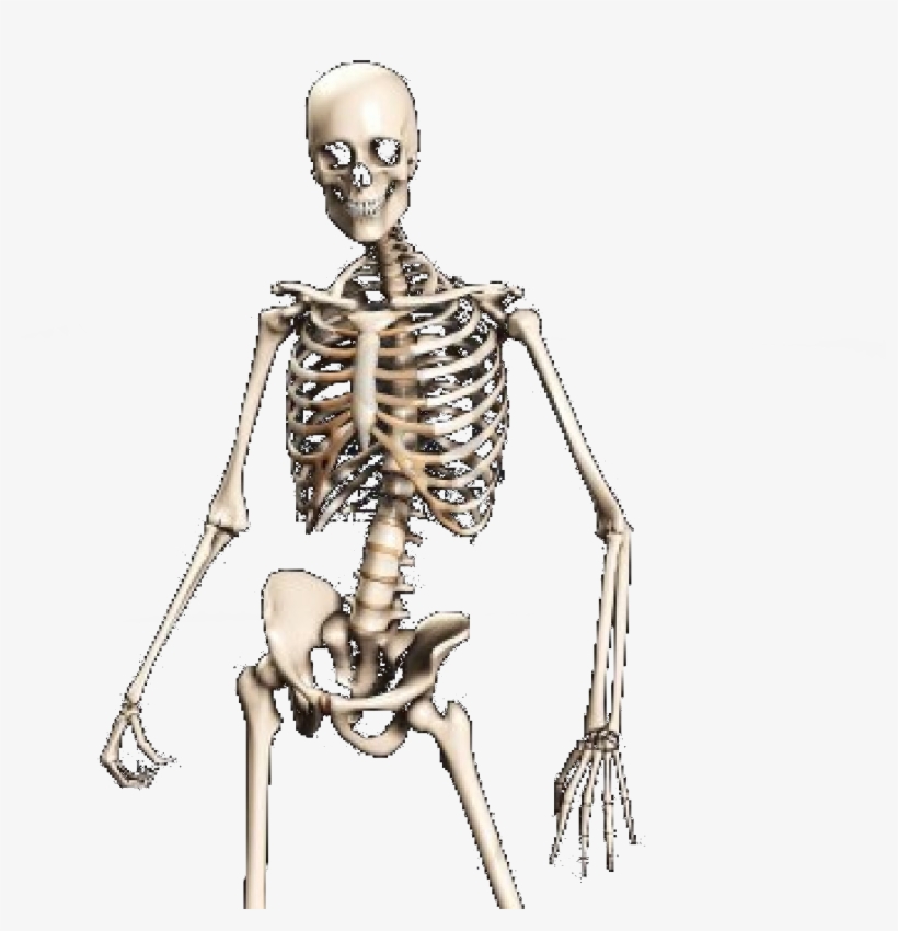 Free Icons Png - Skeleton Transparent, transparent png download