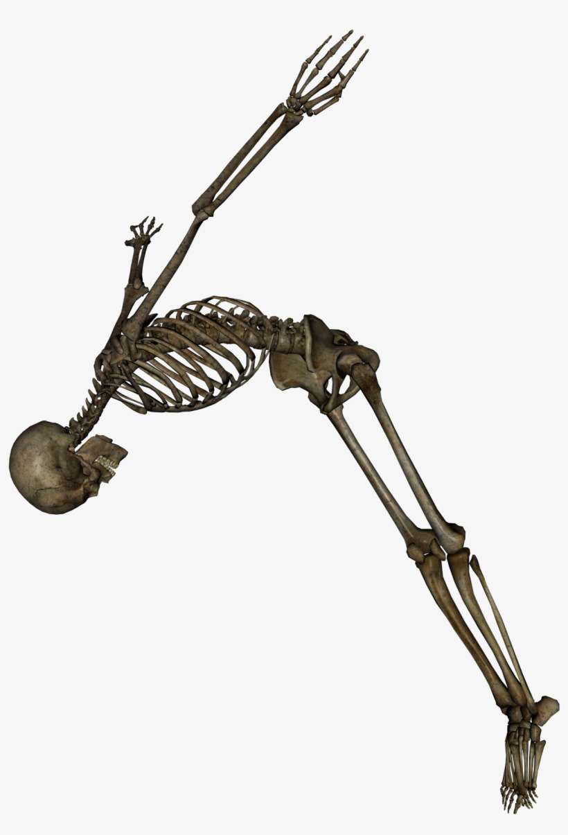 Skeleton Png Image - Skeleton Png, transparent png download