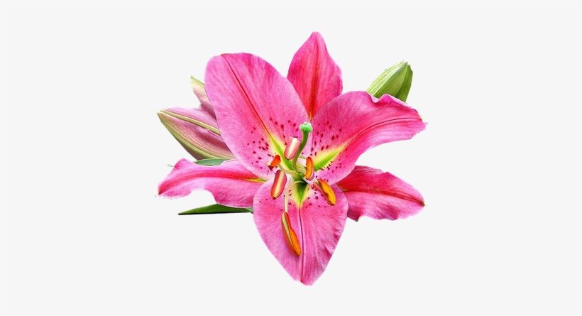 New Floral Tumblr Background Fleurs Orchidees Page - Lily Scientific Name, transparent png download