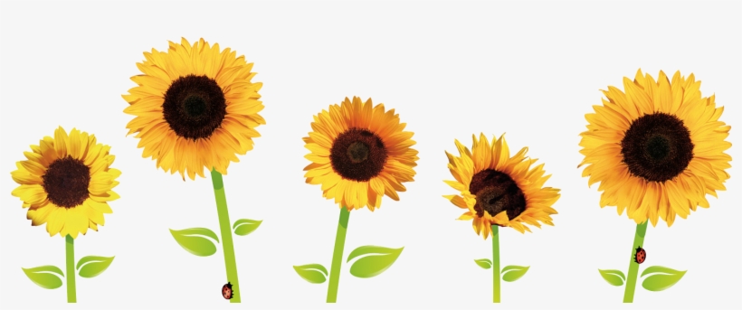 Sunflowers - Sunflower Png, transparent png download