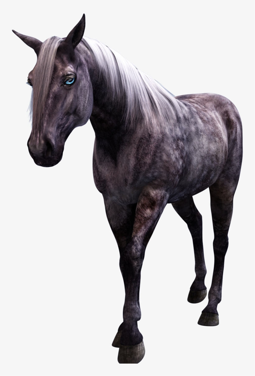 4 Photo - Horse, transparent png download
