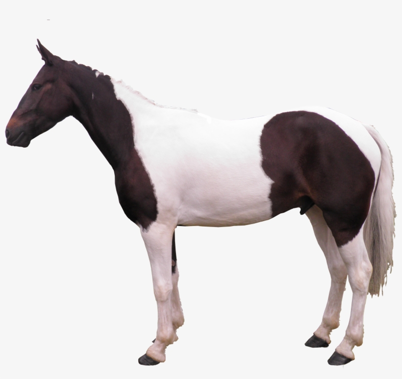 File - Horsesideview - Horse Side View Png, transparent png download