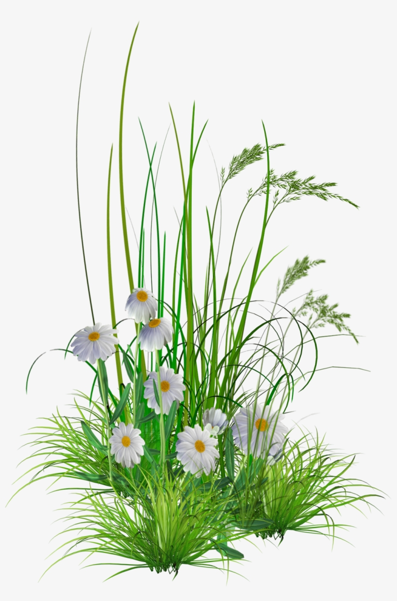 Download Flower - Flowers Png Images Hd, transparent png download