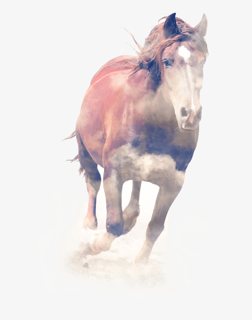 Fotoprint: Horse. Double Exposure By Byrdyak, 61x46cm., transparent png download