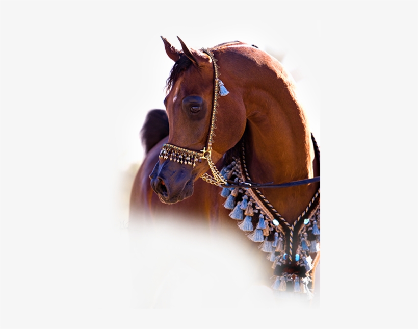 Welcome To Raedawnarabians - Arabian Horse Halters, transparent png download