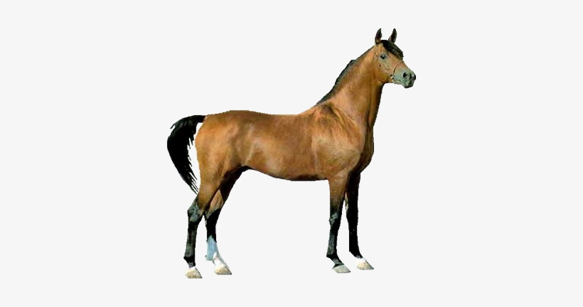 Chestunt Clipart Transparent - Horse Real Picture Png, transparent png download