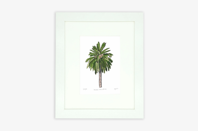 The Canary Date Palm Tree, One Of The Many Amazing - Attalea Speciosa, transparent png download