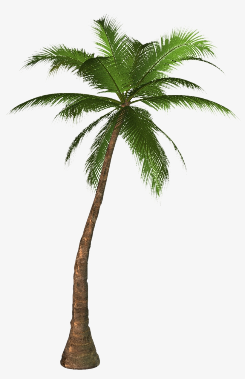 Palm Tree Png Images, Download Free Pictures Palm Tree, transparent png download