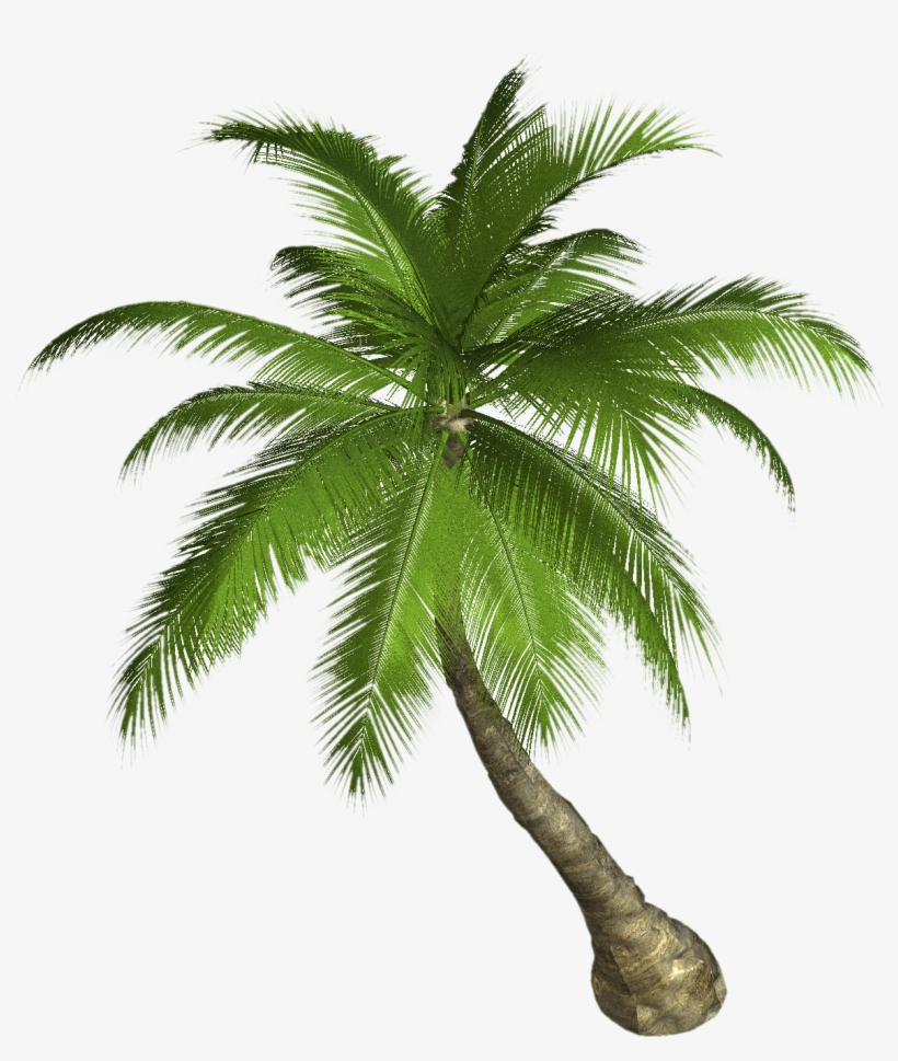 Palm Tree - Palm Tree Png Hd, transparent png download