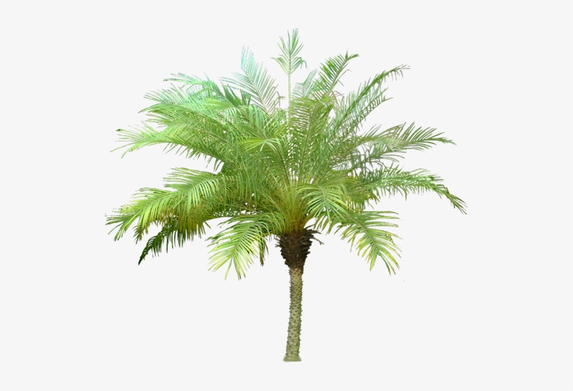 20 Free Tree Png Images Architectural Palm Tree Png Png Image Transparent Png Free Download On Seekpng