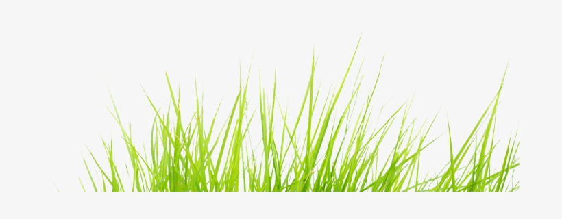 Orange Transparent Grass - Sweet Grass, transparent png download