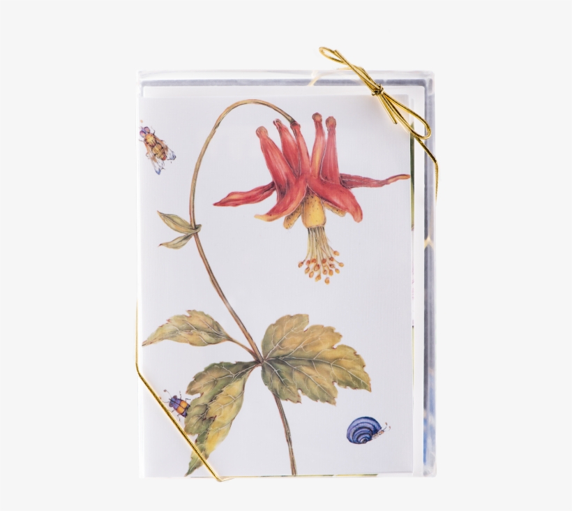 More Views - Fire Lily, transparent png download