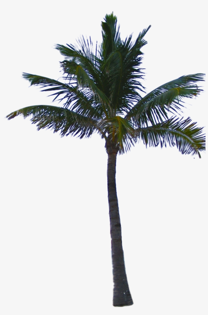 Pin By Alice Lautert On Landschaft - Png File Palm Tree, transparent png download