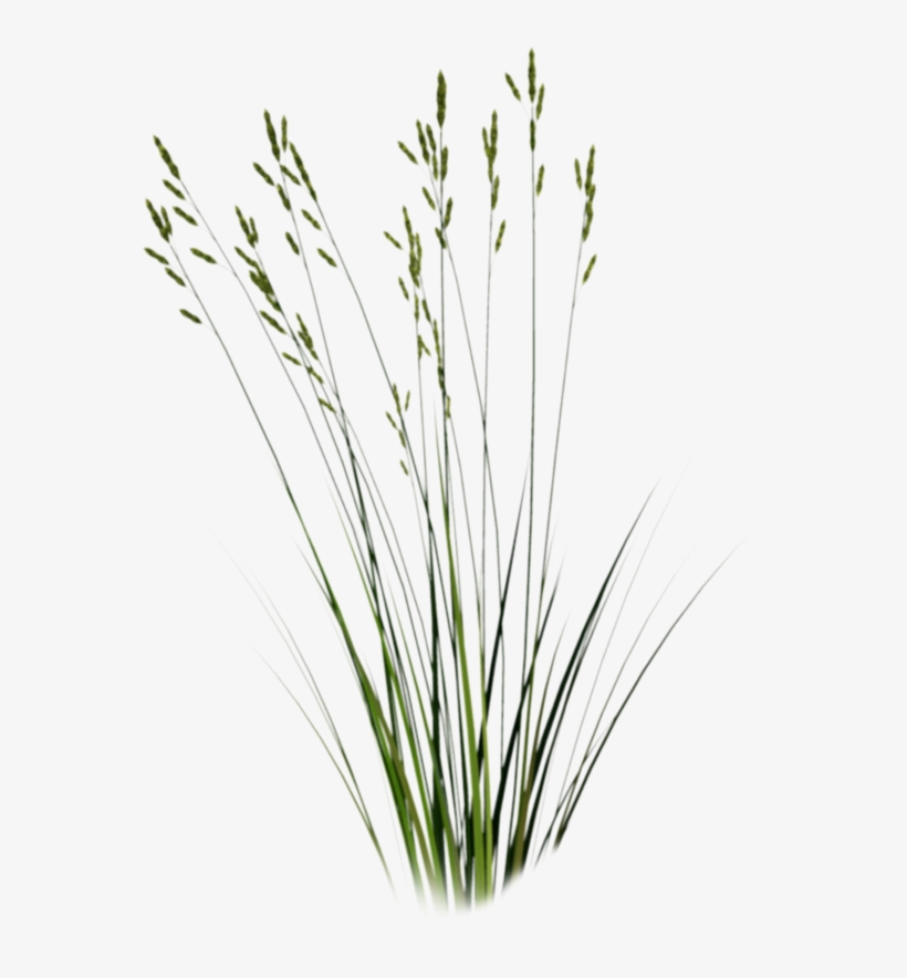 Watercolor Texture, Silhouette, Texture Mapping, Pattern, - Cut Out Grass Png, transparent png download