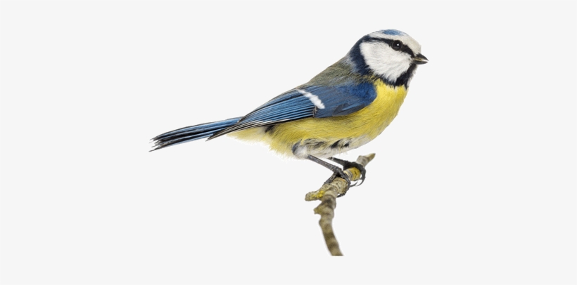 Eurasian Blue Tit, transparent png download