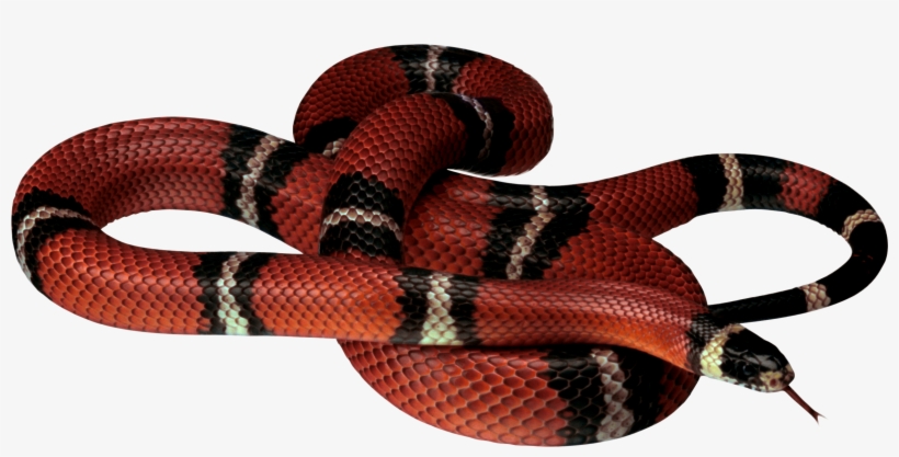 Red Snake Transparent Background, transparent png download