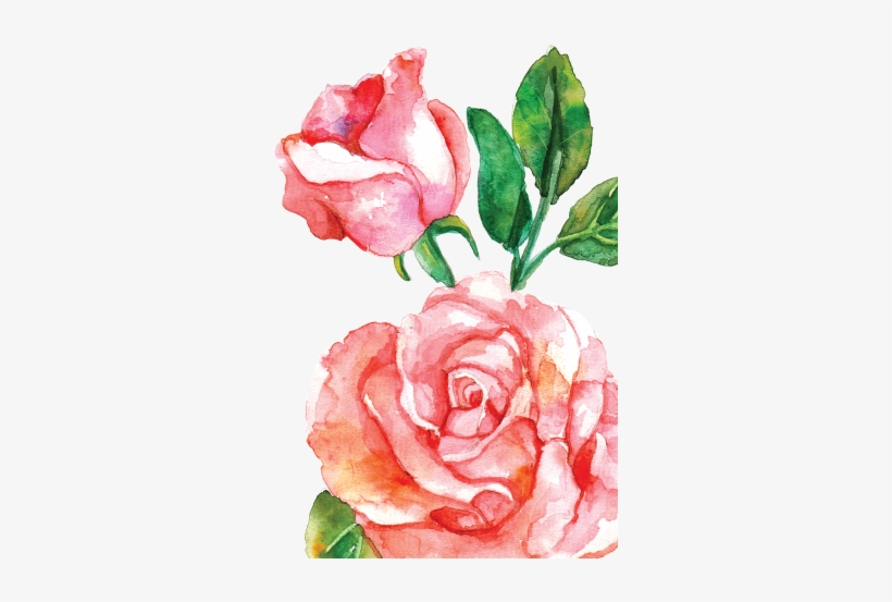 Pink Watercolor Roses Png Png Image Transparent Png Free Download On Seekpng
