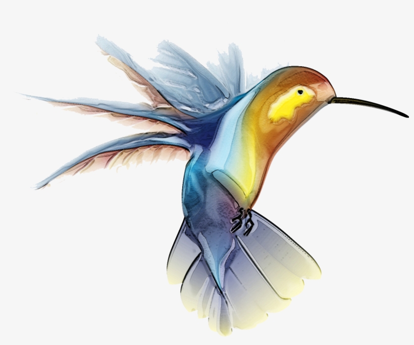 Hummingbird Png Transparent Images - Public Domain Hummingbirds, transparent png download