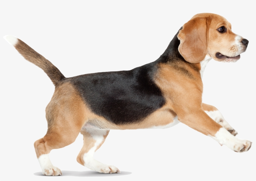 Dog Png - Pet Cancer Awareness Month, transparent png download
