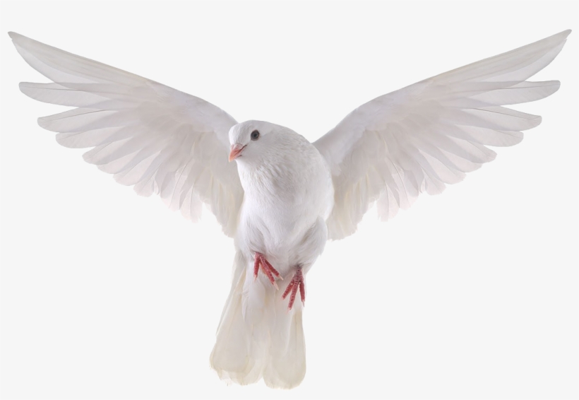 Dove Png Dove Png Transparent Background Png Image Transparent Png Free Download On Seekpng