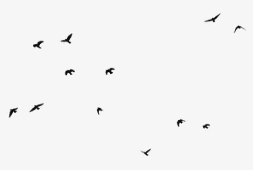 Free Png Birds Png Images Transparent - Bird Png Siluet, transparent png download