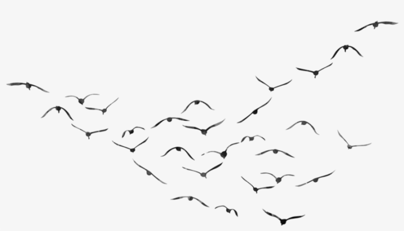 Birds Png Transparent - Birds Png For Picsart, transparent png download