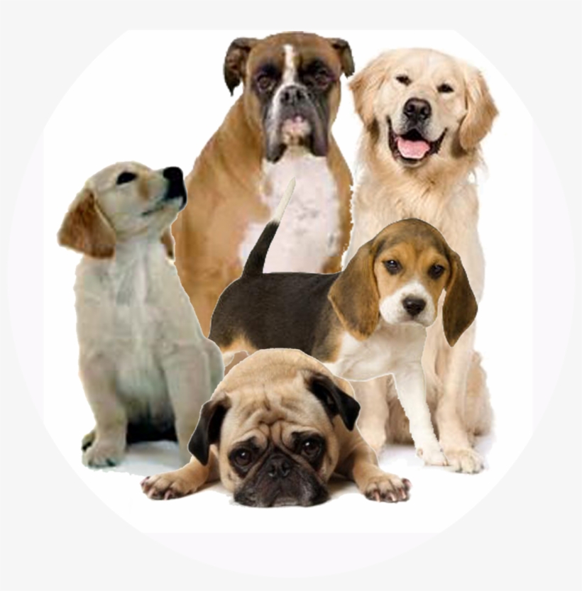 Dog Png, transparent png download