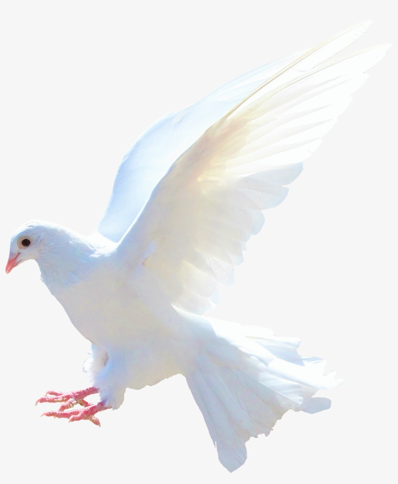 Dove Png Transparent - Dove Png, transparent png download