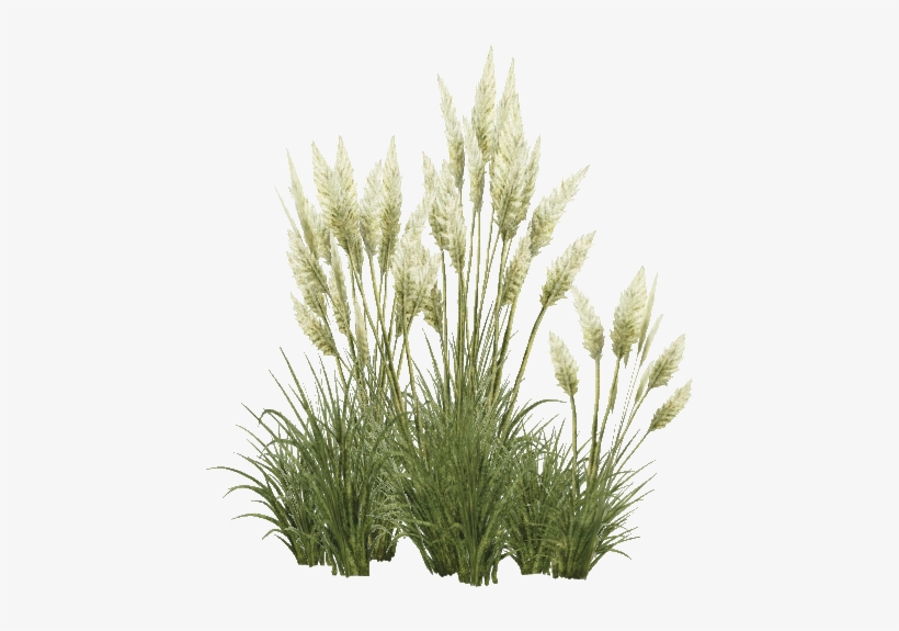 Tropical Tall Grass - Sweet Grass PNG Image | Transparent PNG Free ...