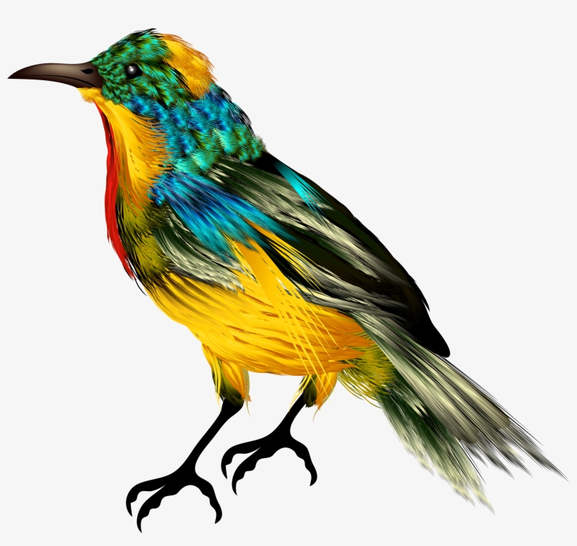 Colourful Bird Png Clipart - Bird Png, transparent png download