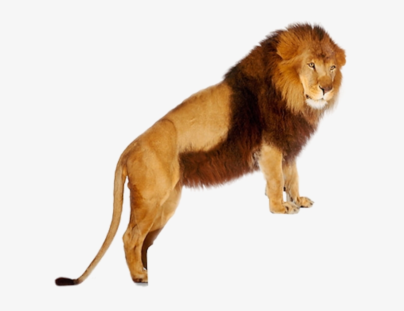 Lion Png Images And Clipart - Psd Lion For Hd, transparent png download