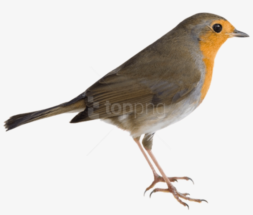 Robin Bird Png, transparent png download