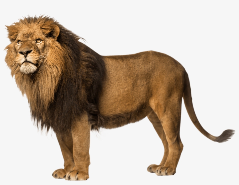 Animals - Lion Png, transparent png download