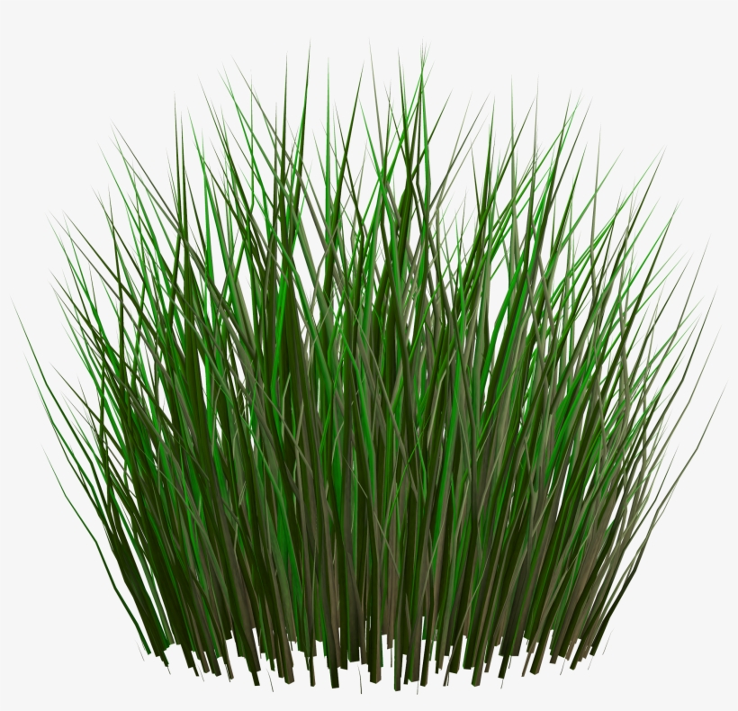 Grass Png, transparent png download