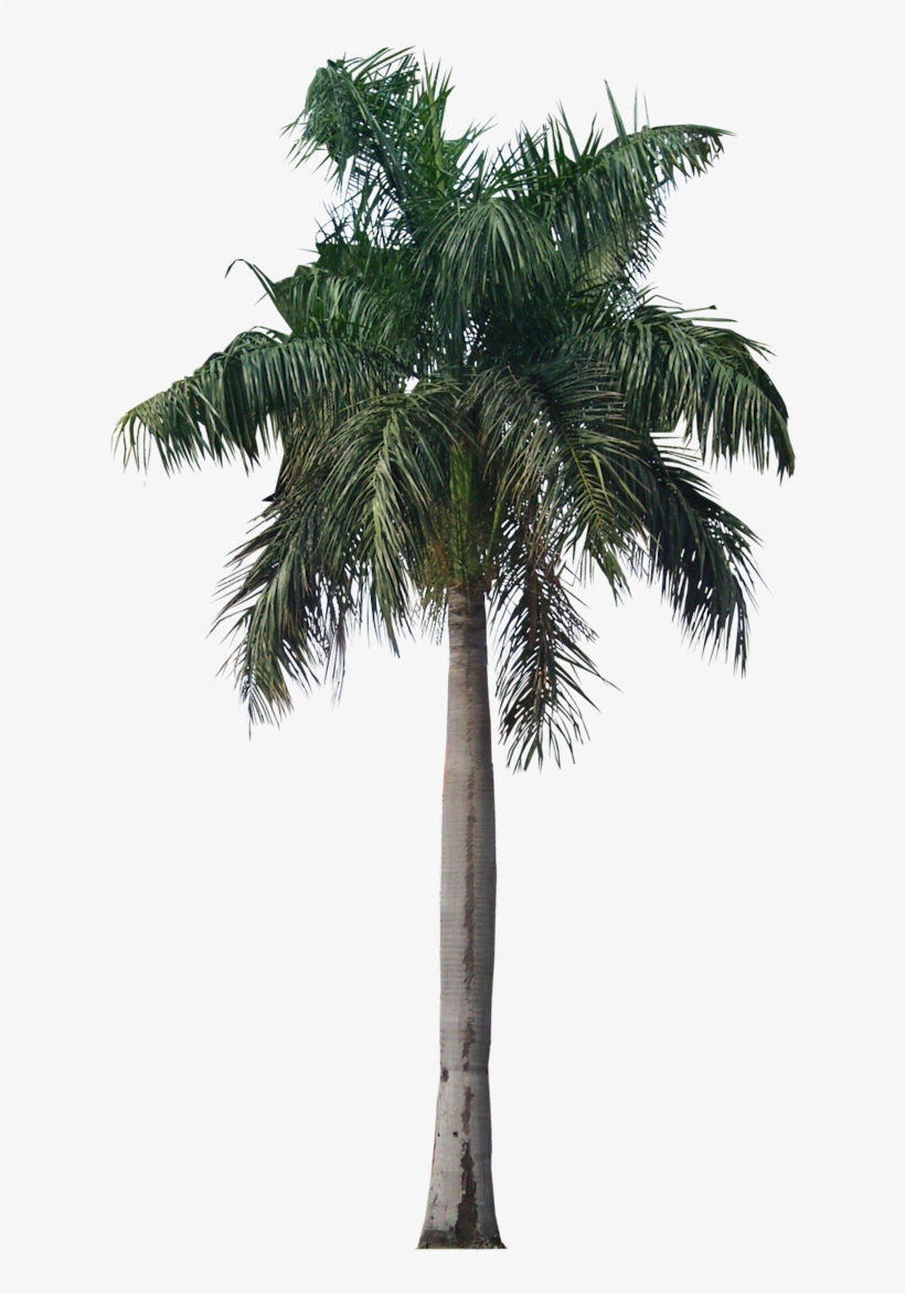 Free Icons Png - Royal Palm Tree Png, transparent png download