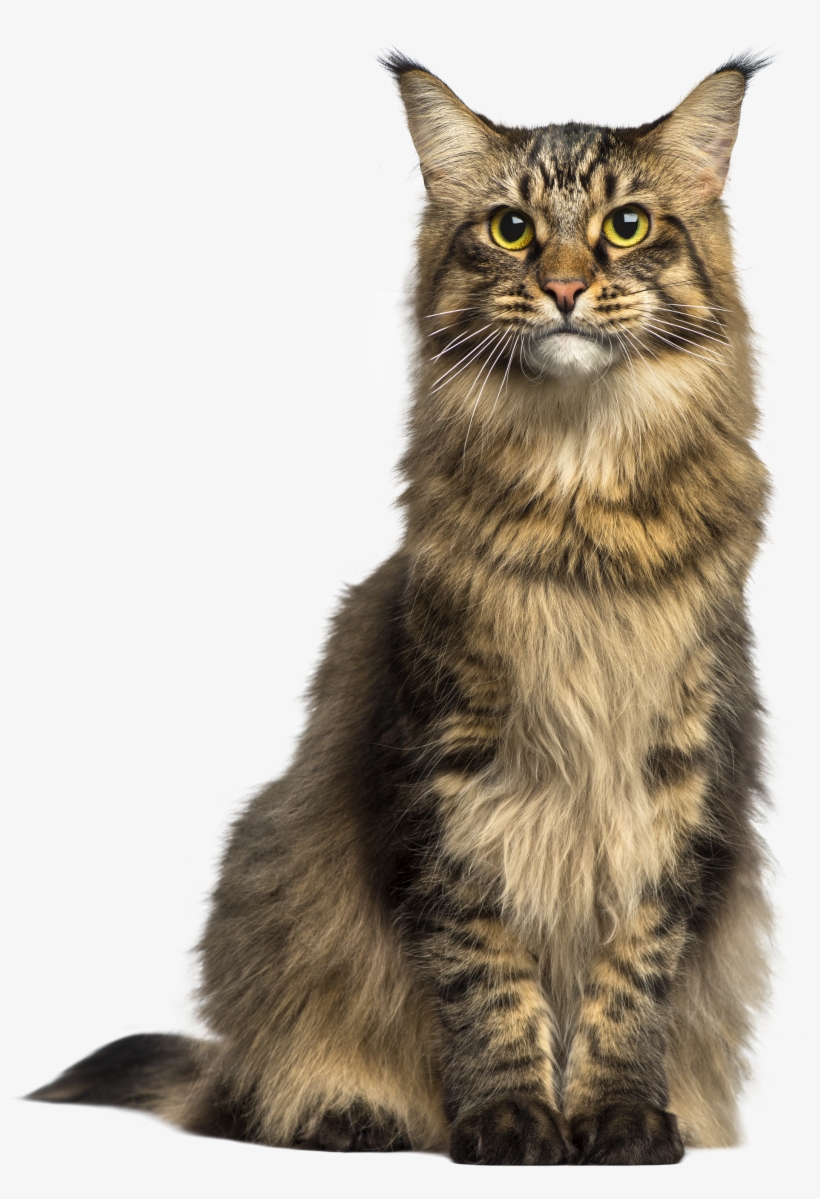Cat Png Clip Art - Cat Png, transparent png download