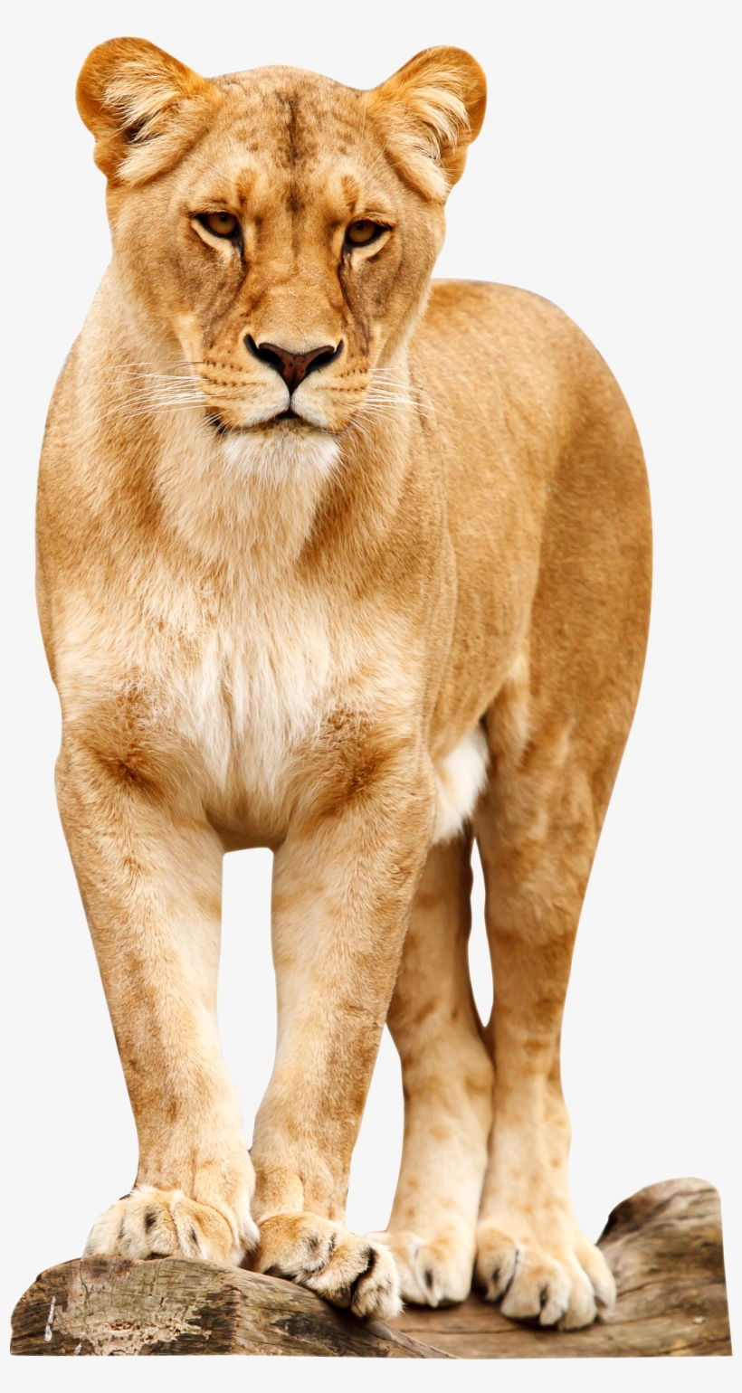 Lion Png, transparent png download
