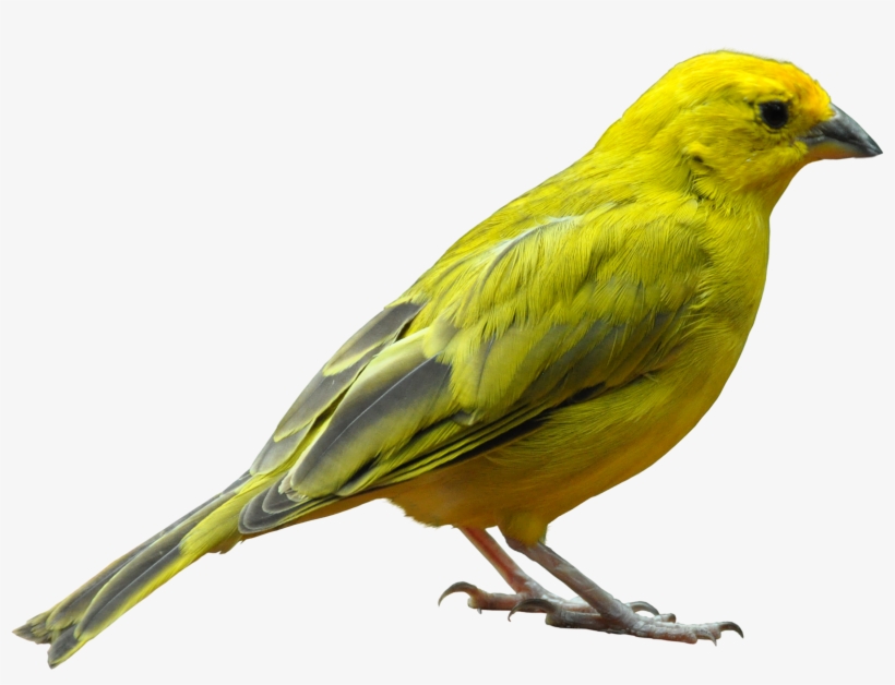 Yellow Bird Standing Png Image - Bird Png, transparent png download