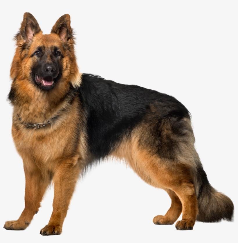 Dog German Shepherd Png Clip Art, transparent png download