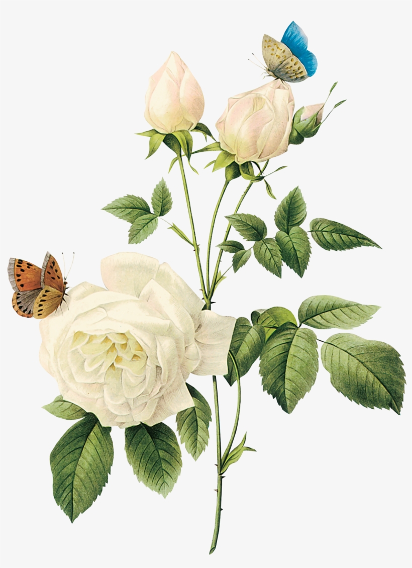 White Rose Watercolor White Vintage Flowers Png Png Image Transparent Png Free Download On Seekpng