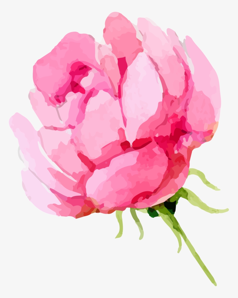 Share This Article - Peony, transparent png download
