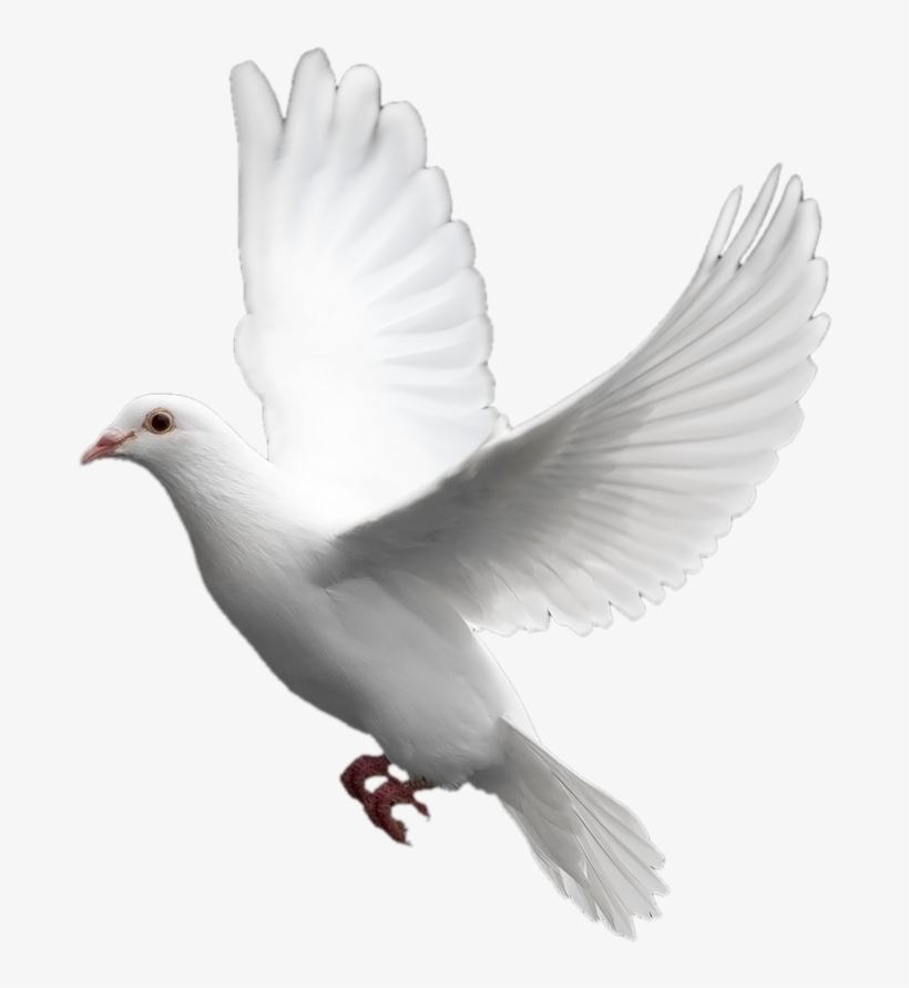 Clipart Transparent White Dove Six - Dove Transparent Background, transparent png download