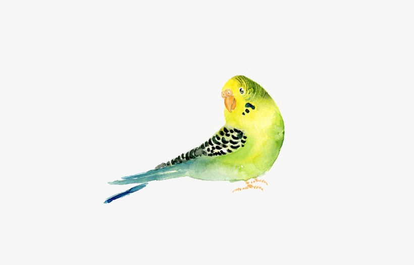 Budgerigar Parrot Bird Painting Transprent Png Free - Vintage Watercolor Dictionary Art With Budgies, transparent png download