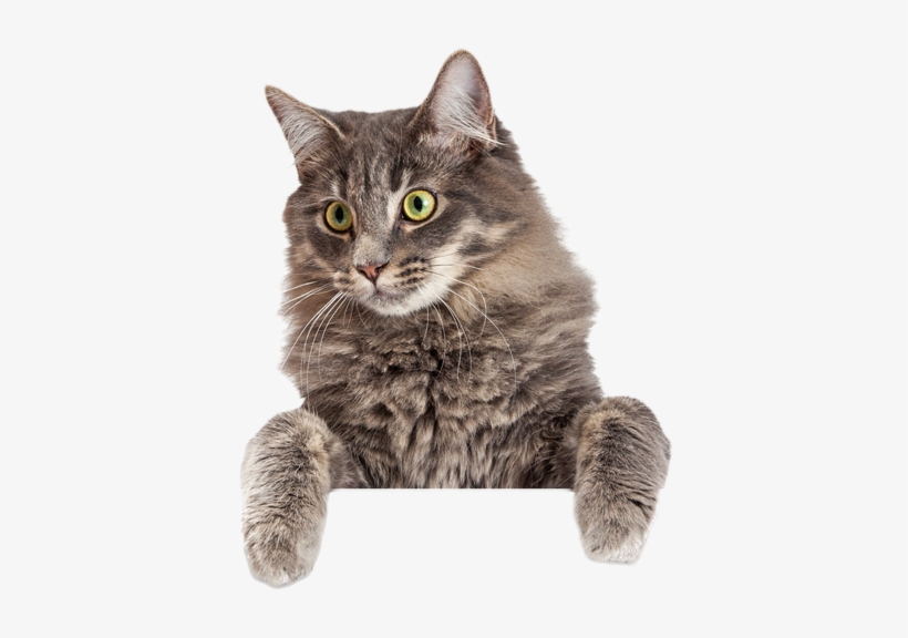 Pretty Cats Png - Domestic Animal Banner, transparent png download